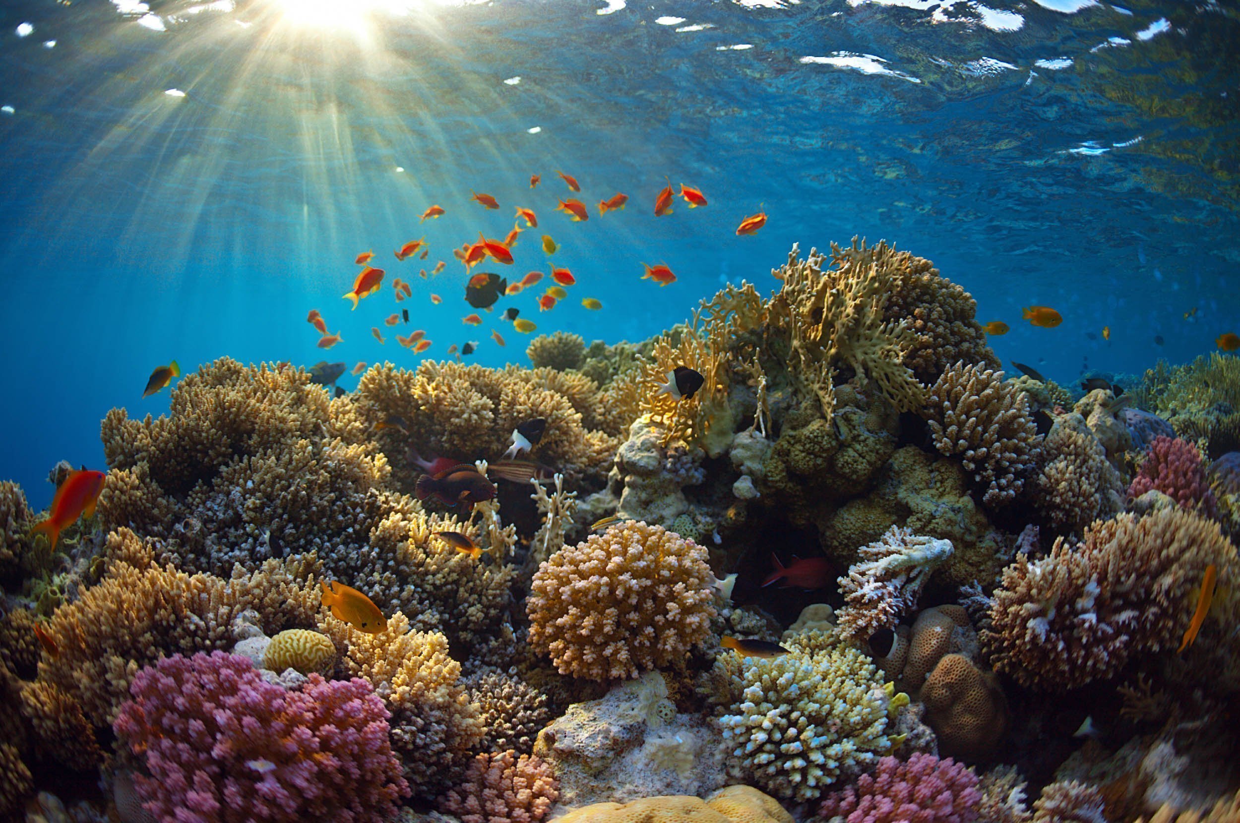 shallow-reef-egypt4-copy